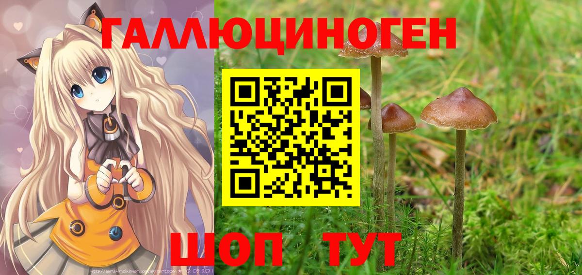 Псилоцибиновые грибы Psilocybine cubensis Сокол